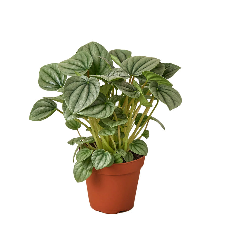 Peperomia &