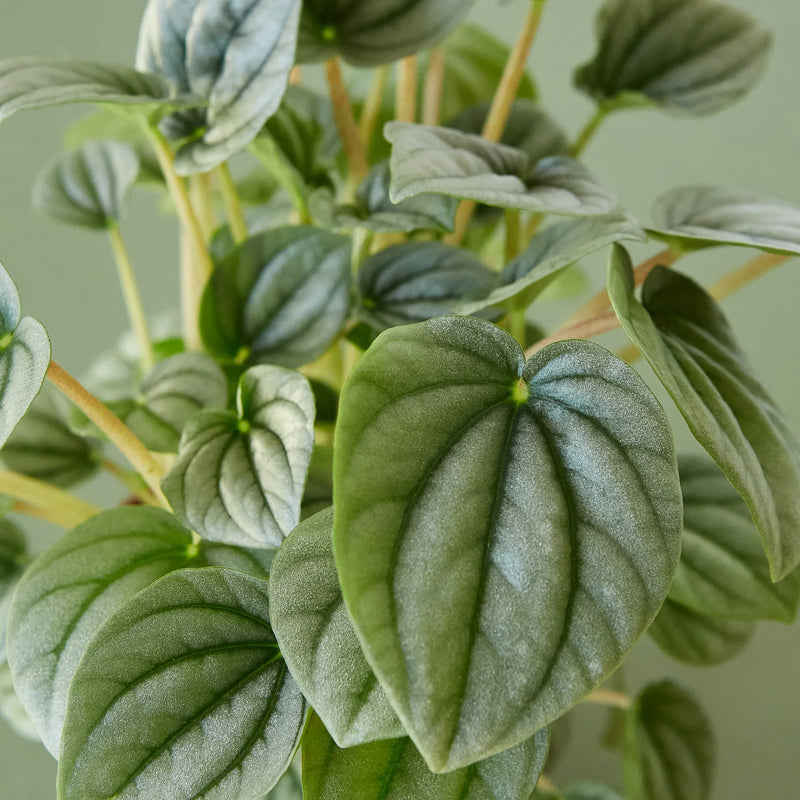 Peperomia &