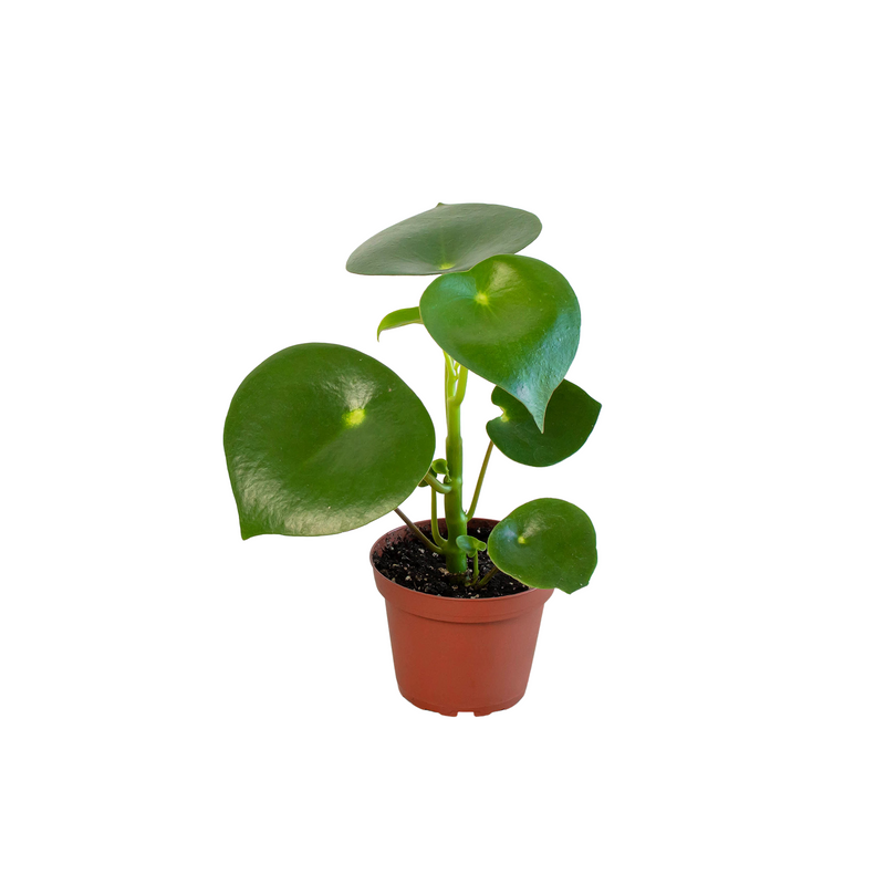 Peperomia &