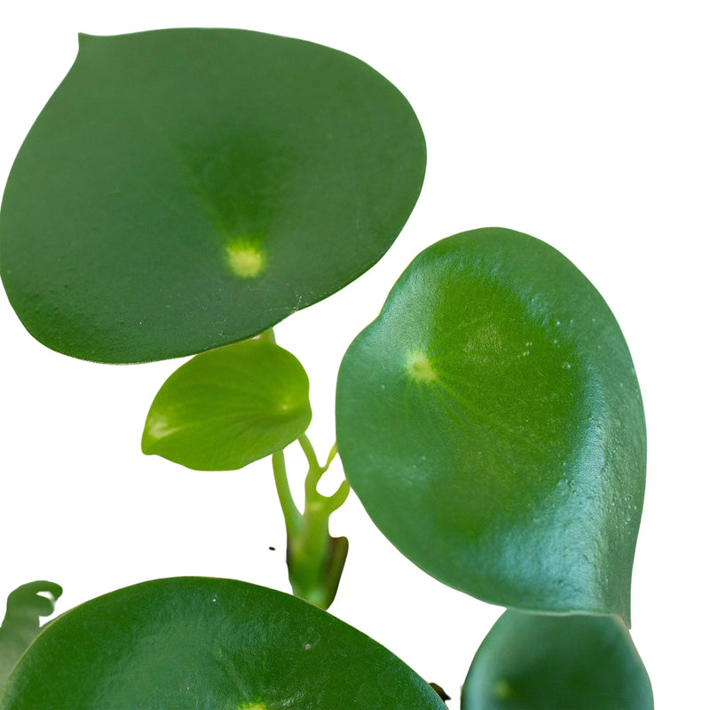 Peperomia &