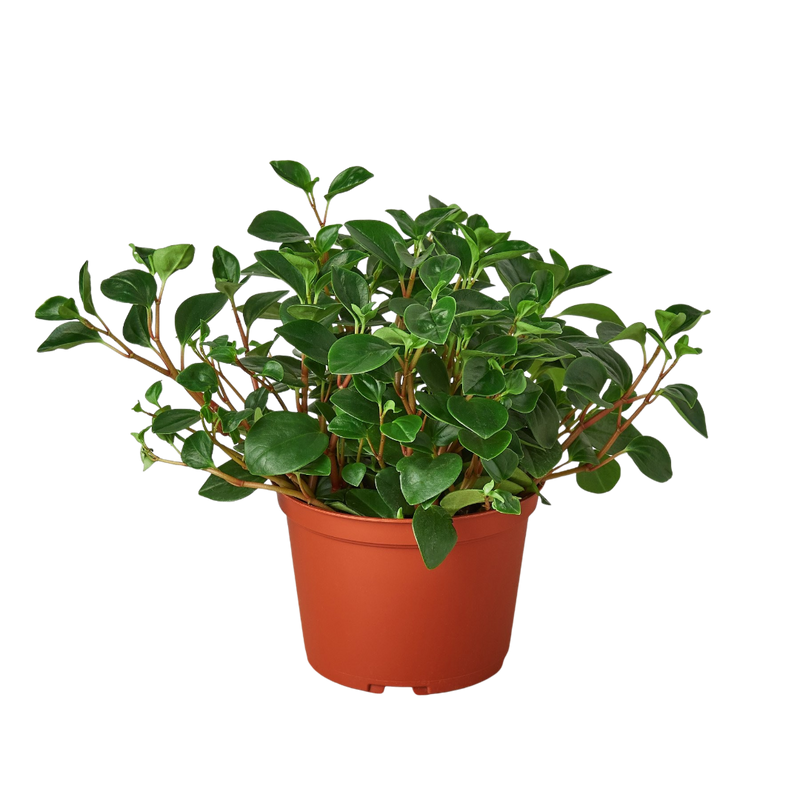 Peperomia &