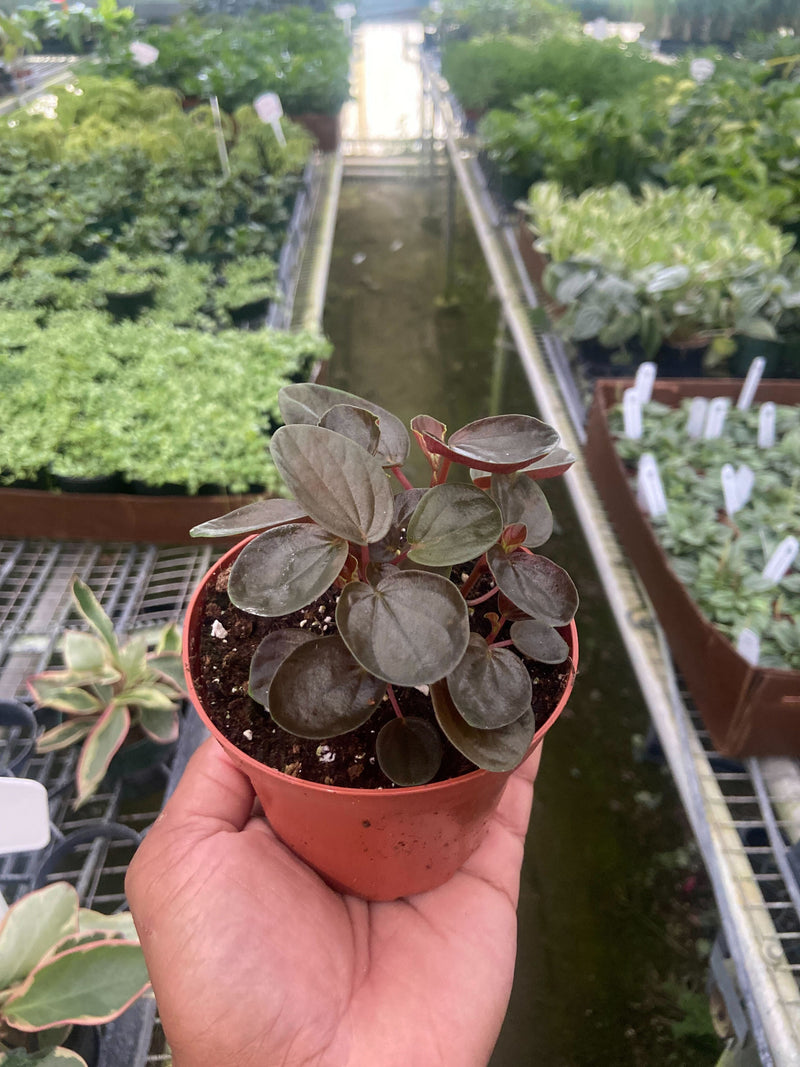 Peperomia &