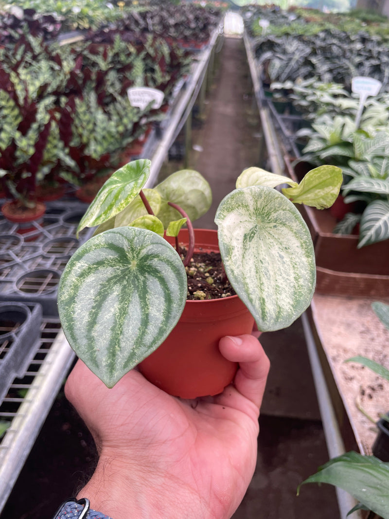 Peperomia &