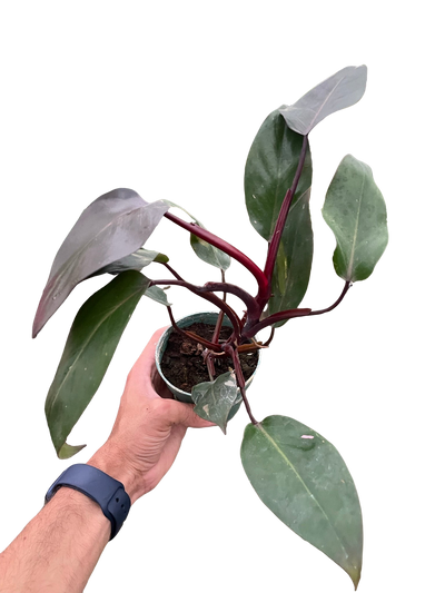 Philodendron 'Burgundy Princess' (Reverted Pink Princess) - B-Grade