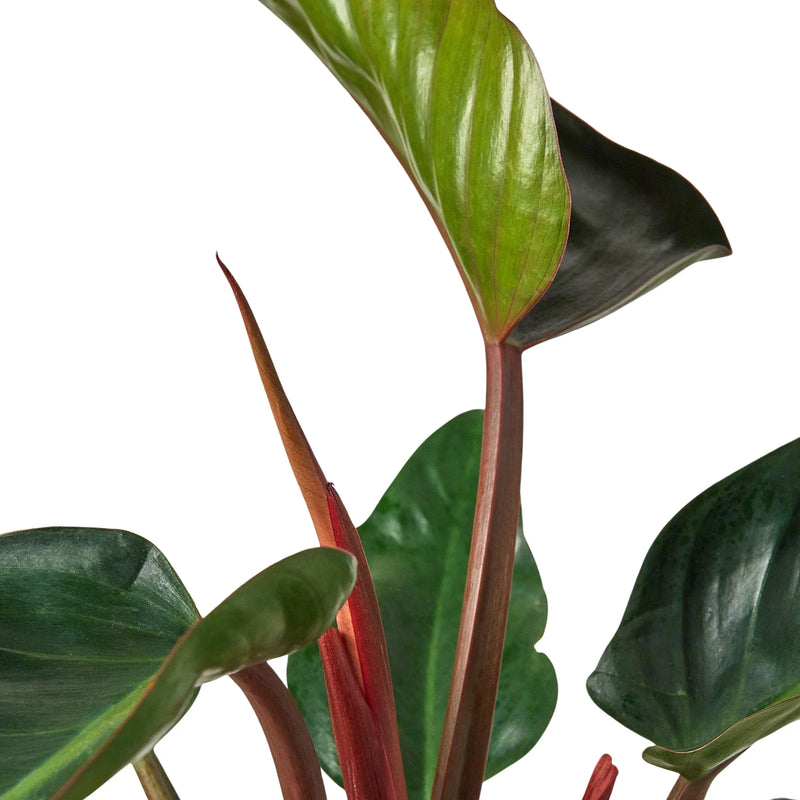 Philodendron &