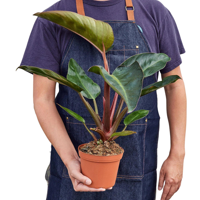 Philodendron &