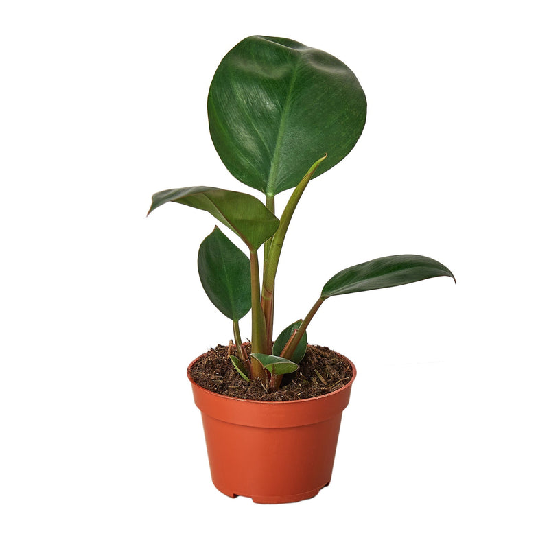 Philodendron &