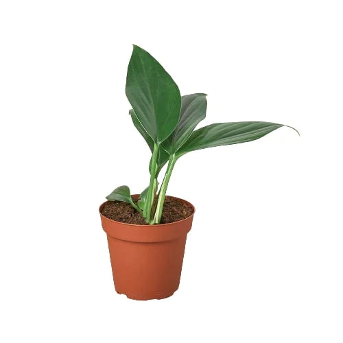 Philodendron &