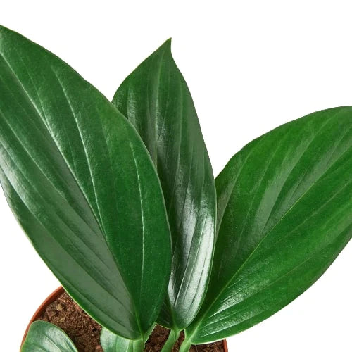 Philodendron &