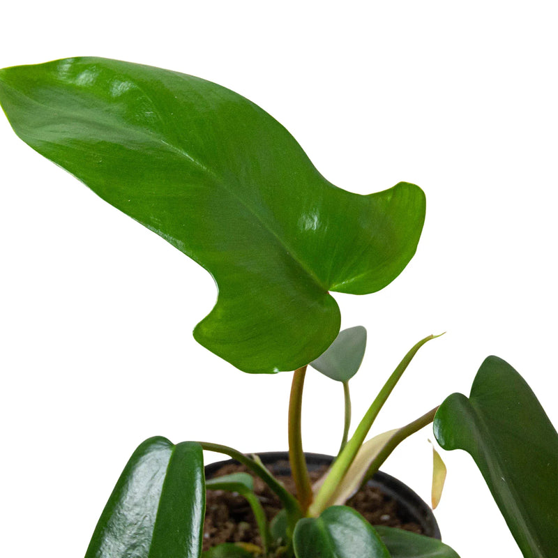 Philodendron &