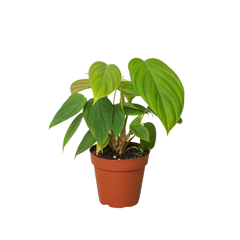 Philodendron &