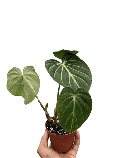 Philodendron Gloriosum