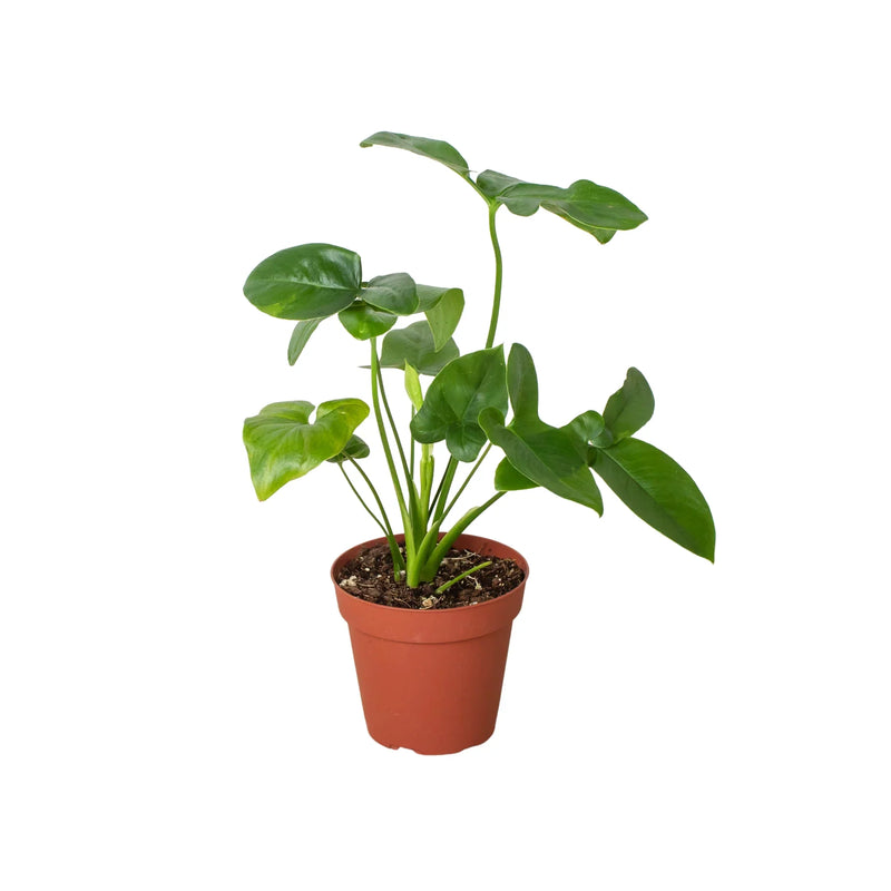 Philodendron &