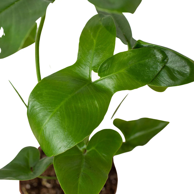 Philodendron &