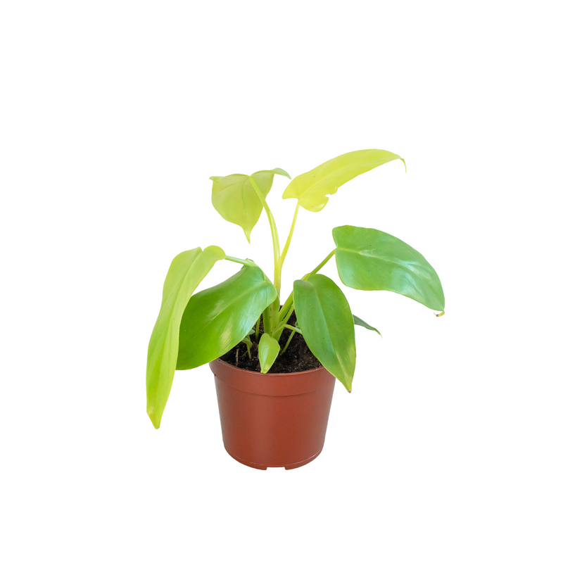 Philodendron &