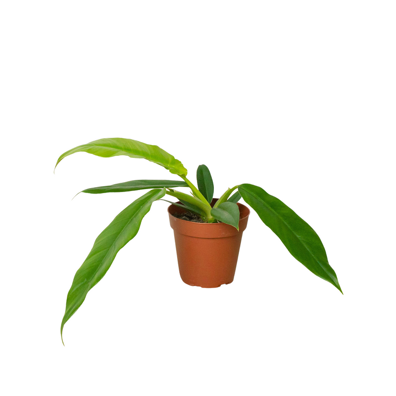 Philodendron &