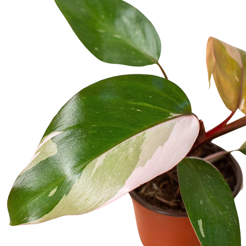 Philodendron &