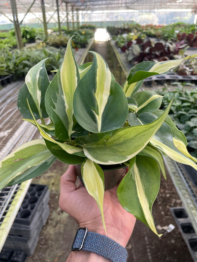 Philodendron 'Silver Stripe'