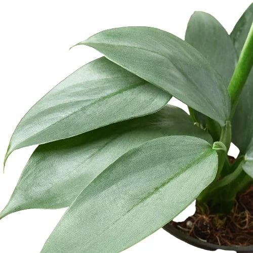 Philodendron &