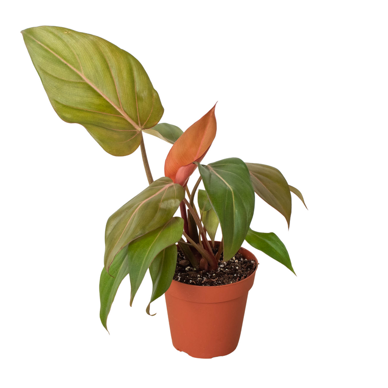 Philodendron &