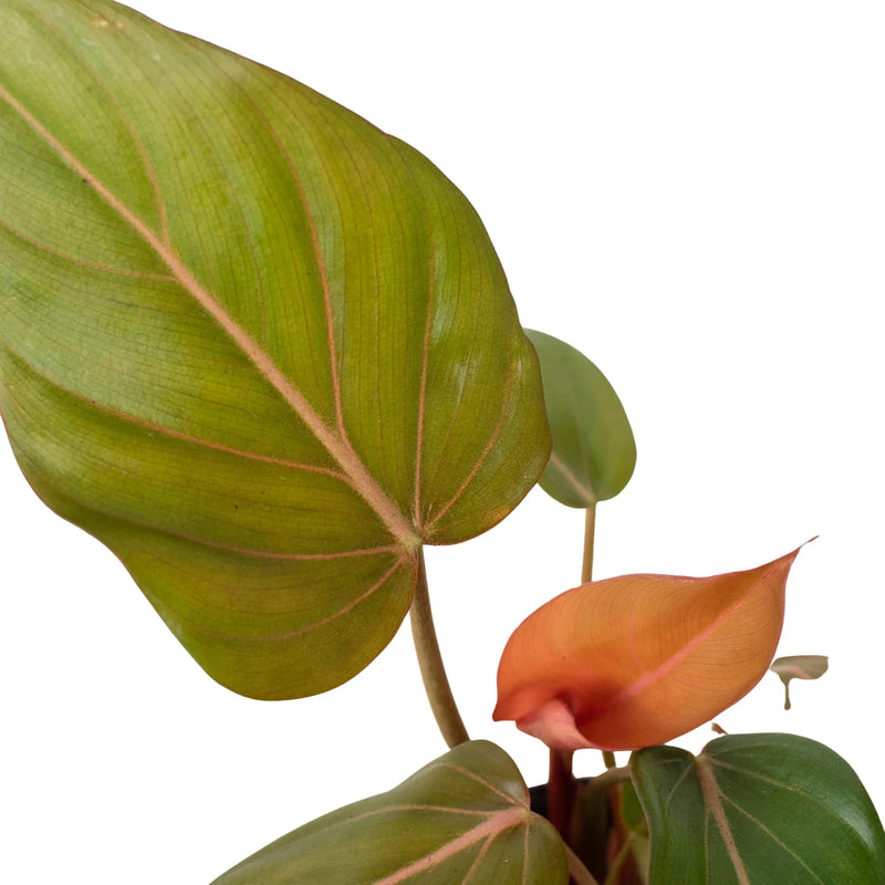 Philodendron &