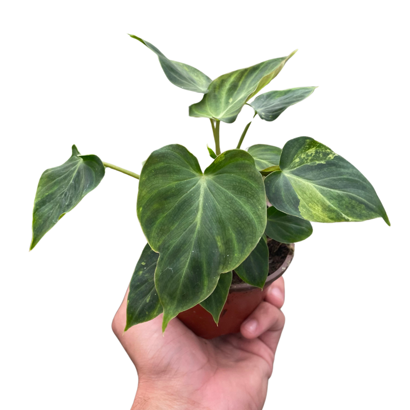 Philodendron &