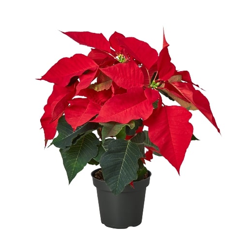 Poinsettia &