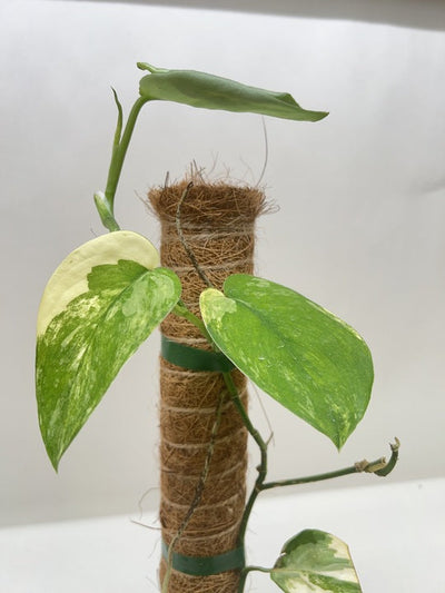 Pothos Jade Satin Albo