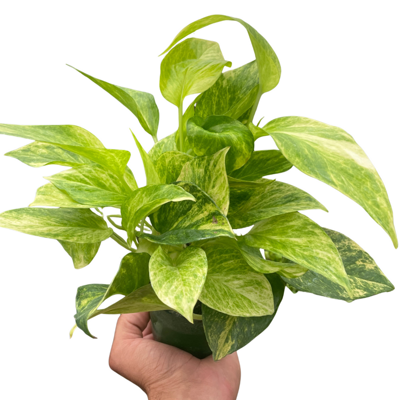 Pothos &