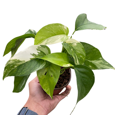 Pothos 'Albo Variegata'