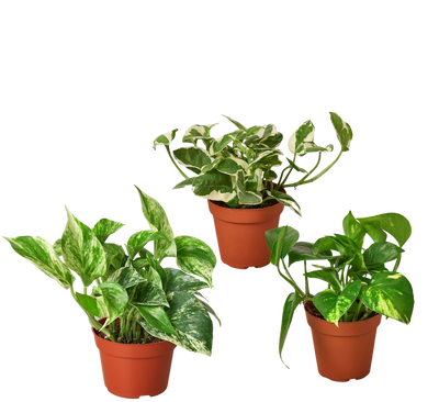 3 Pothos Variety Pack / 4" Pot / Live Plant / Home and Garden Plants