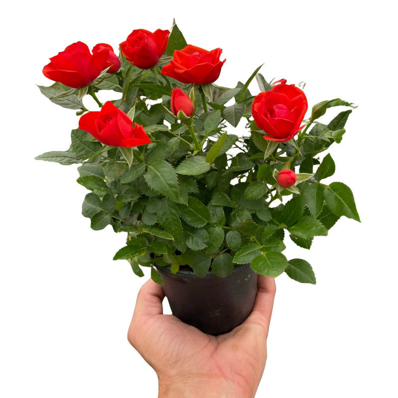 Mini Rose Bush