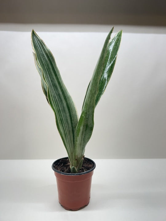 Snake Plant &