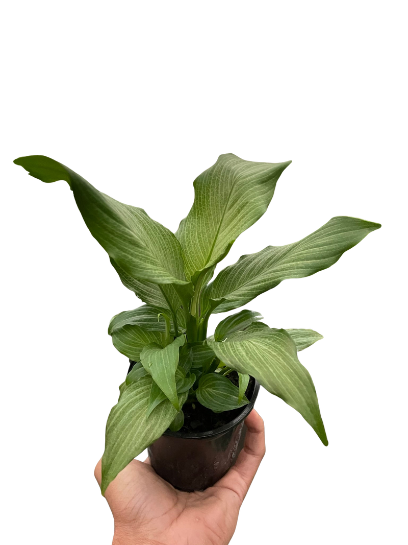 Spathiphyllum &