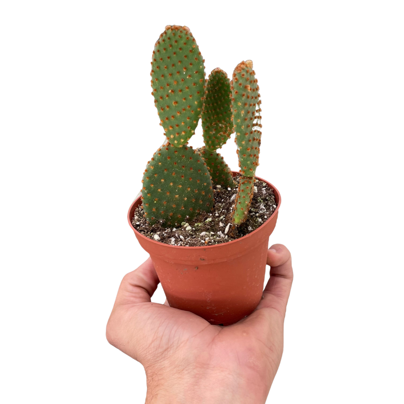 Opuntia &