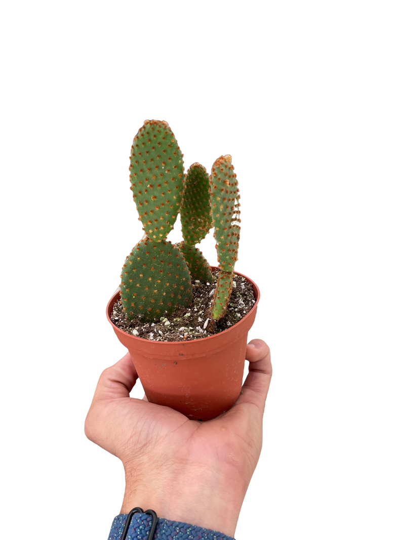 Opuntia &