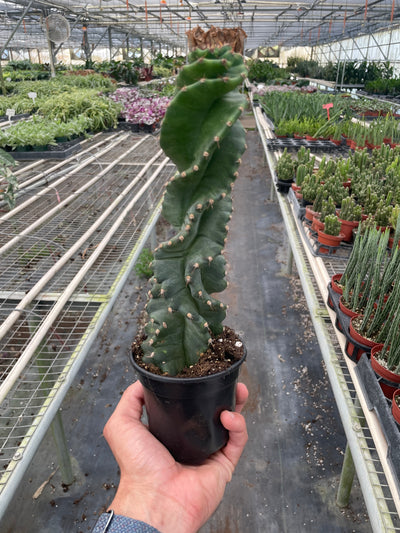 Cereus forbesii 'Spiralis'