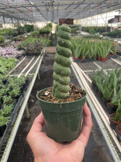 Succulent Unicorn Cactus