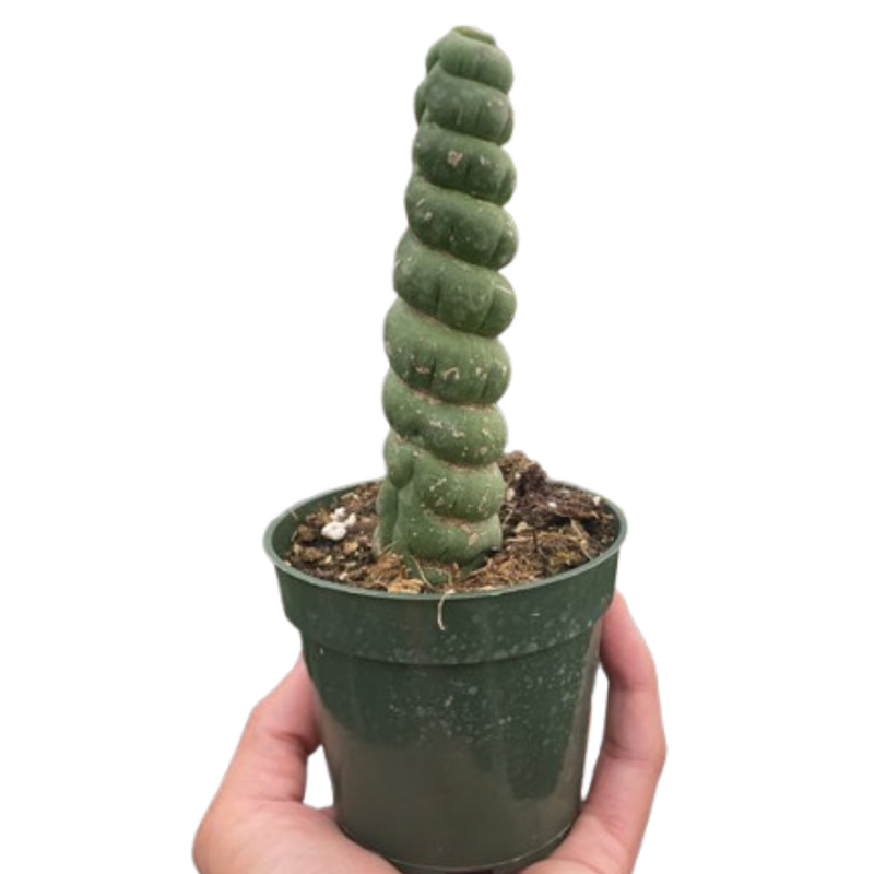 Succulent Unicorn Cactus