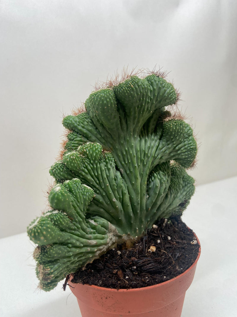 Succulent Cereus Coral Green