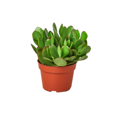 1 Succulent Monthly Subscription Box