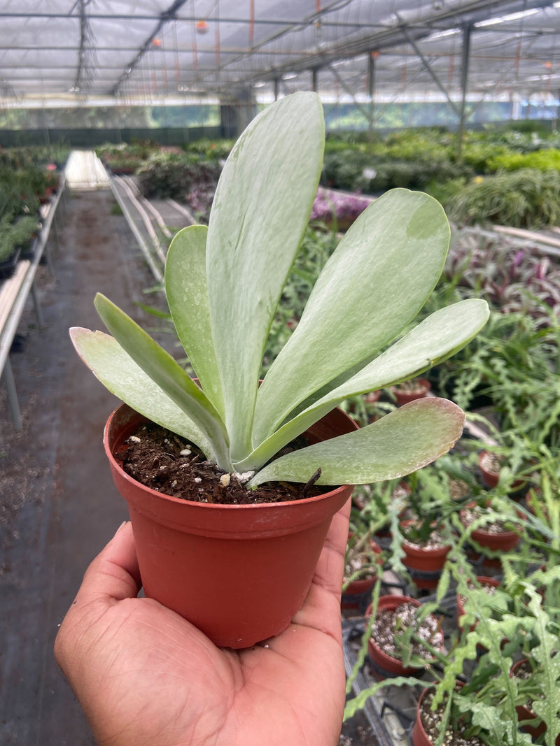 Succulent Kalanchoe &