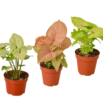 3 Different Syngonium Plants - Arrowhead Plants / 4" Pot / Live Plant