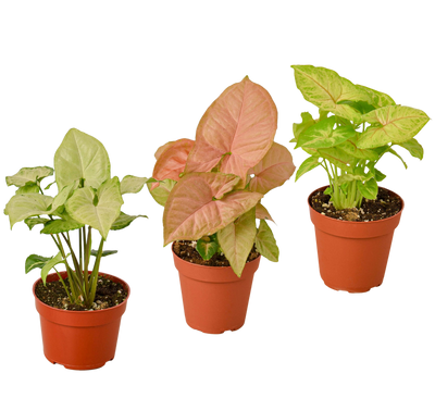 3 Different Syngonium Plants - Arrowhead Plants / 4" Pot / Live Plant