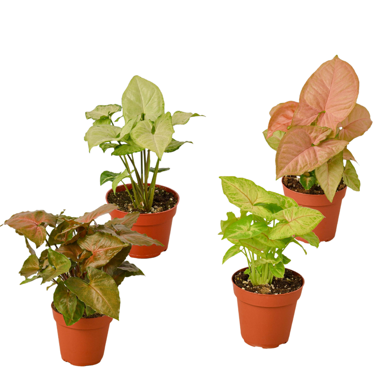 4 Different Syngonium Plants - Arrowhead Plants / 4" Pot / Live Plant