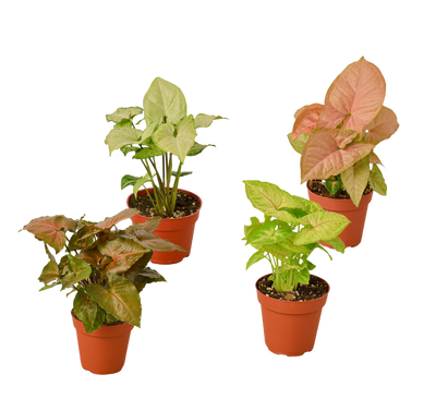 4 Different Syngonium Plants - Arrowhead Plants / 4" Pot / Live Plant