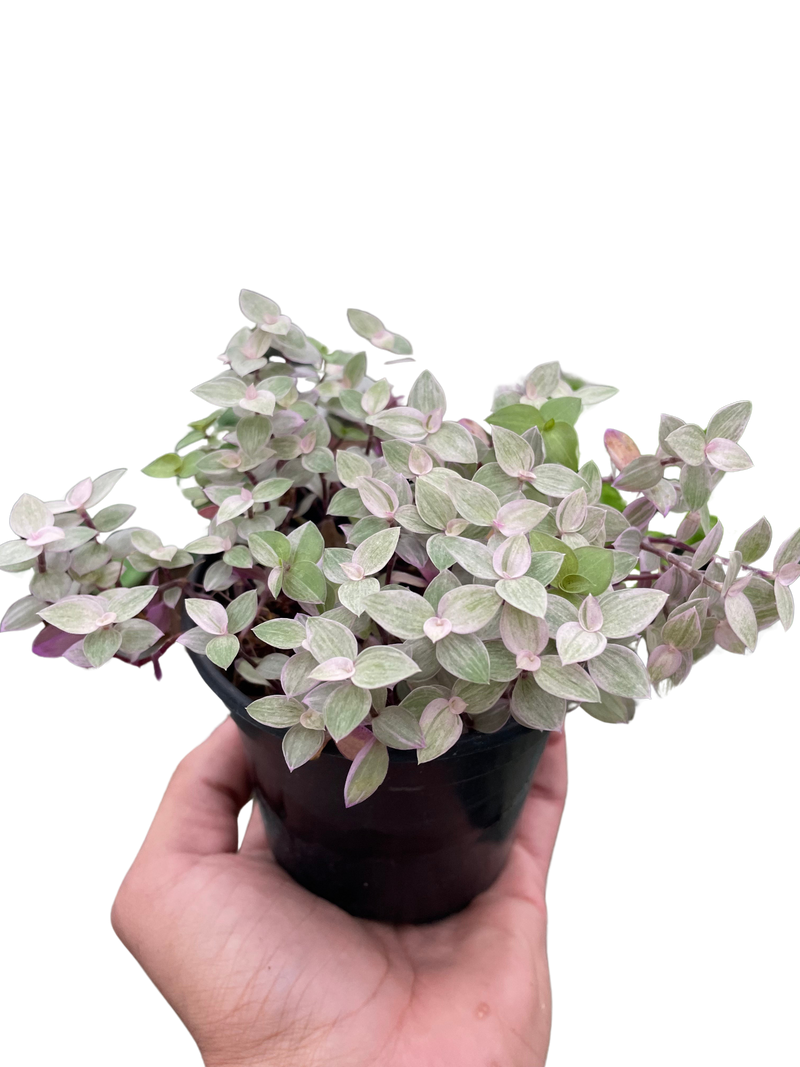 Tradescantia Callisia &