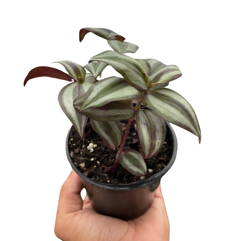 Tradescantia Zebrina &