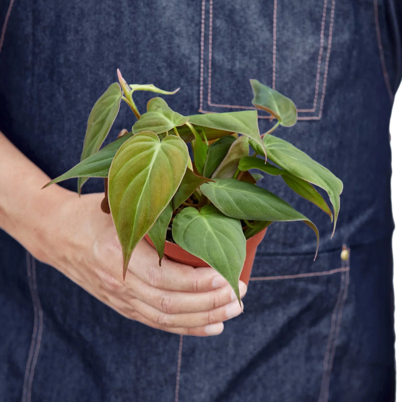 Philodendron &