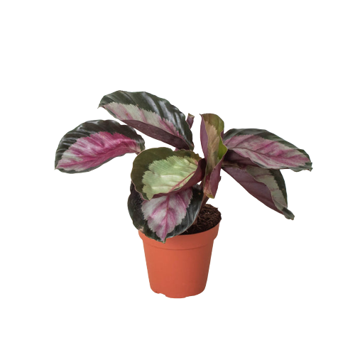 Calathea roseopicta &